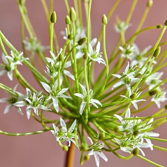 Anthropologie Terrain Faux Allium Stem - Picture 4 of 8